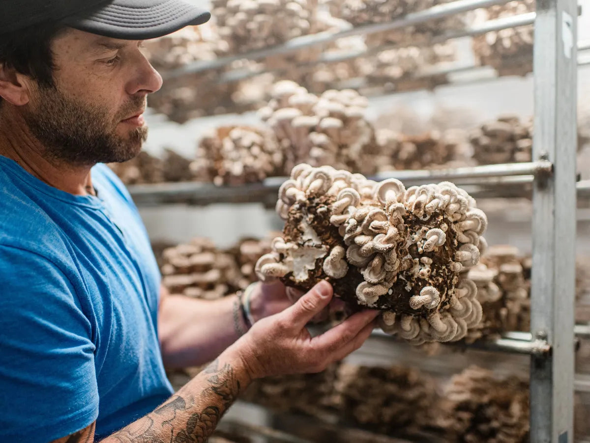 mightcapmushroom_6.webp__PID:8f38fba7-8d58-4781-abaf-86f56247ec63