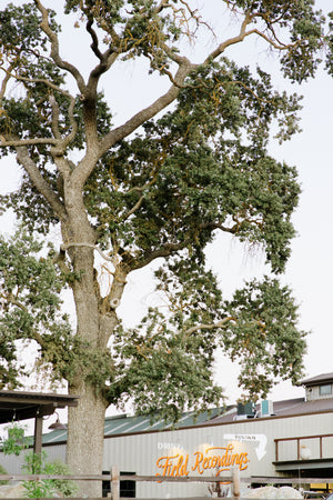 gorgeous oak tree in Tin City