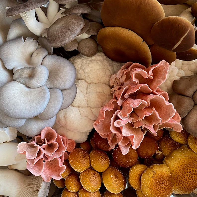 mightcapmushroom_square.jpg__PID:40f1a393-b8e0-4efb-b70e-023fad42e477